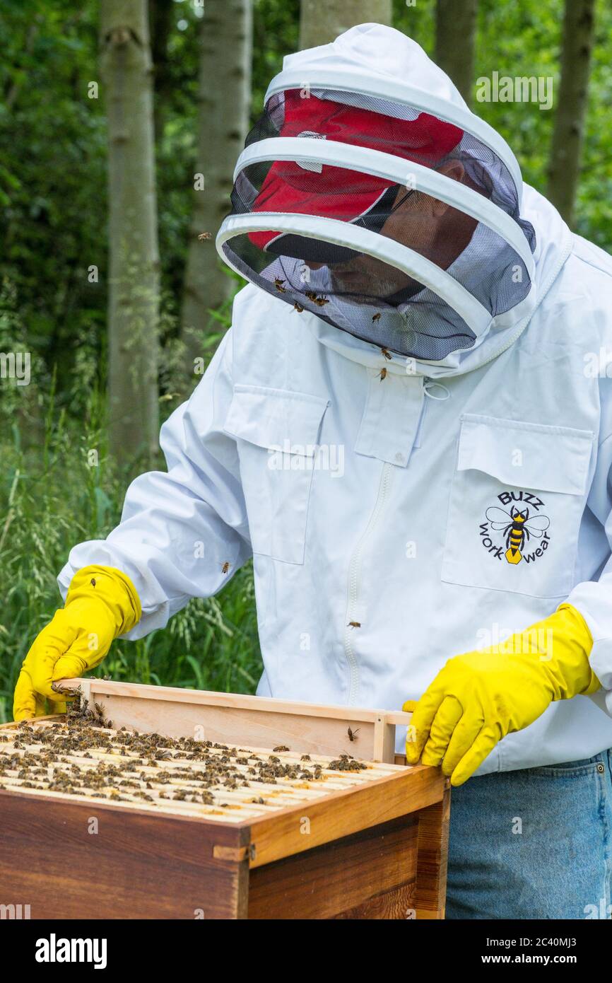 A beekeeper at work on his hives. Stock Photo