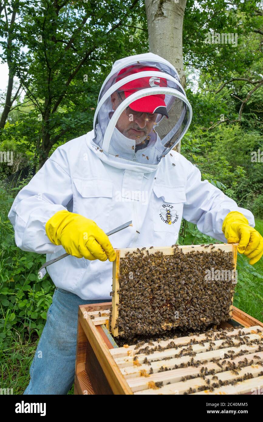 A beekeeper at work on his hives Stock Photo - Alamy