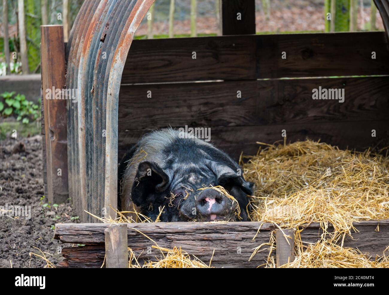 Sleeping pig in hay, 1940s farm, Beamish Museum, Durham County, England, UK Stock Photo