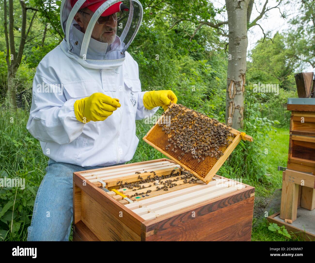 A bee keeper examines a frame from his hive. Stock Photo