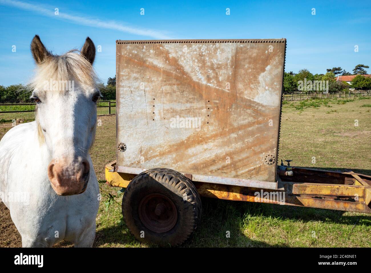 Horse and water tank Stock Photo Alamy