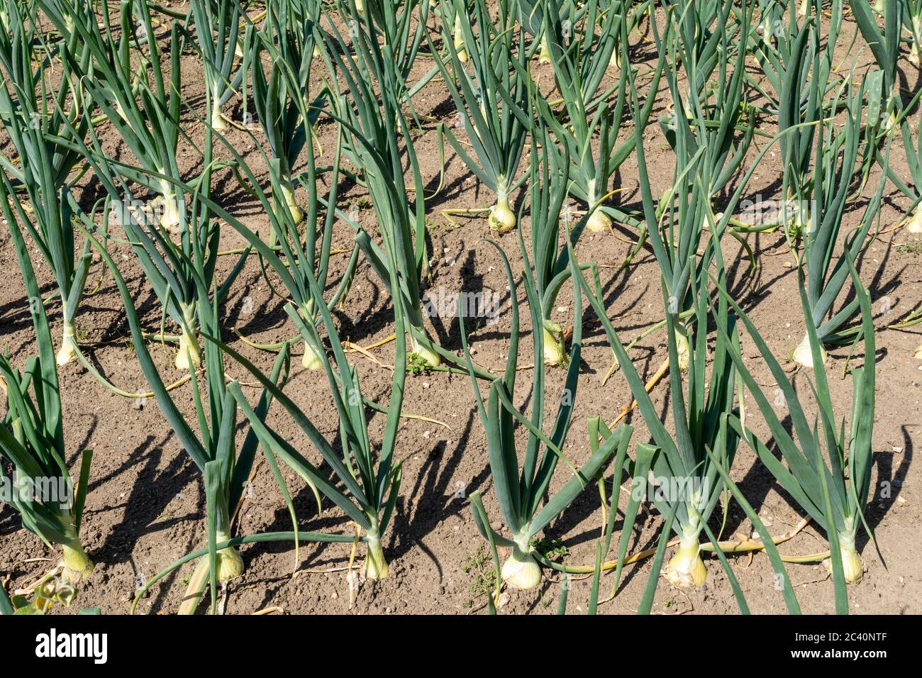 Rows of onions growing in a vegetable garden during June, UK Stock