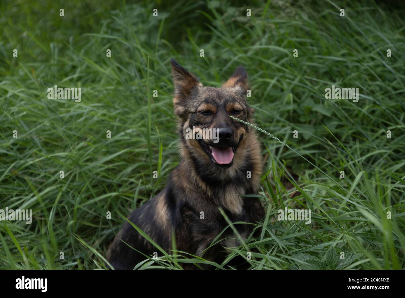 Cute dog with tongue hanging out in the grass in the summer Stock Photo ...