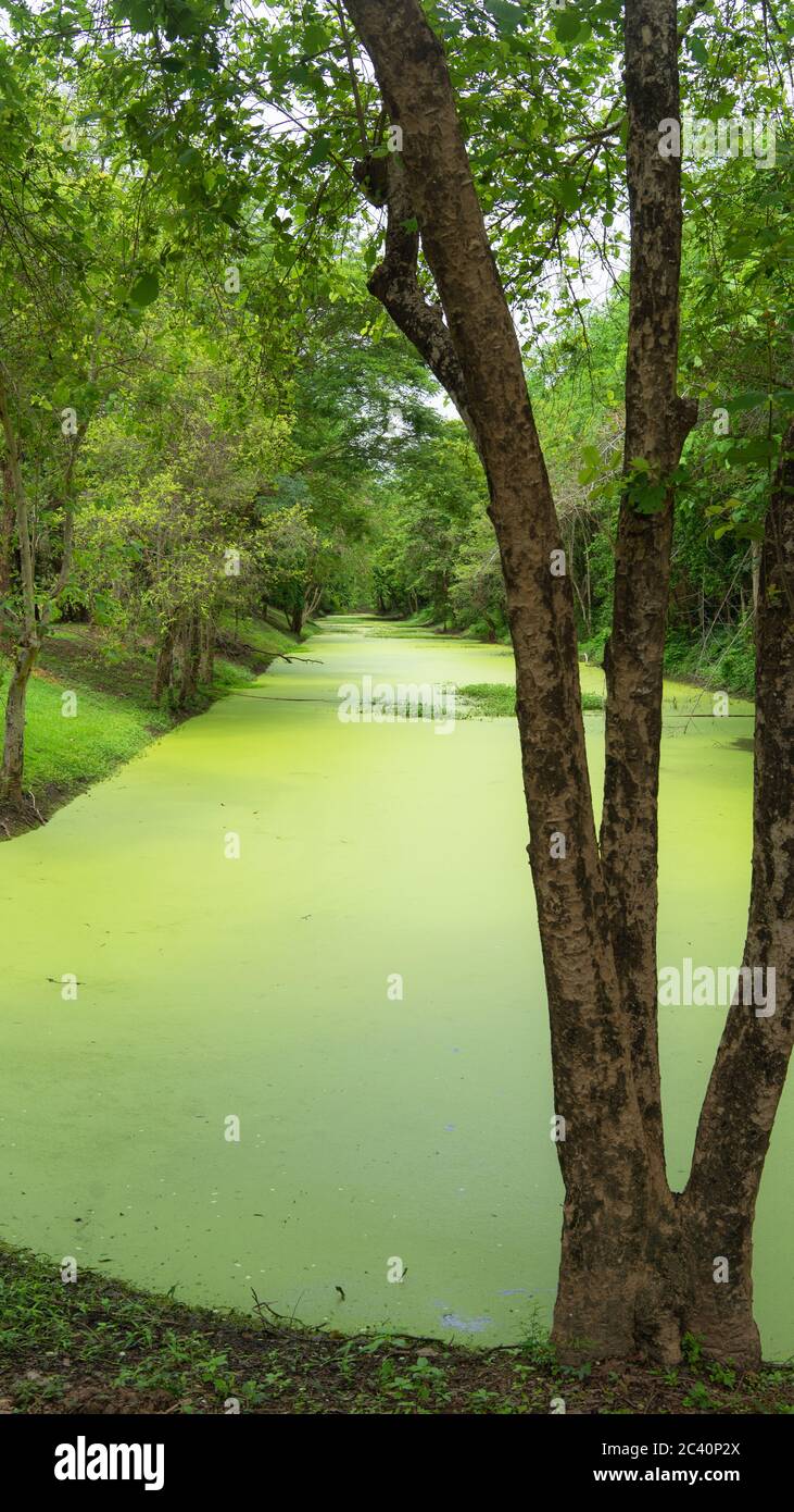 tree and river cover with green leaves,  Si Satchanalai Historical Park Thailand Stock Photo