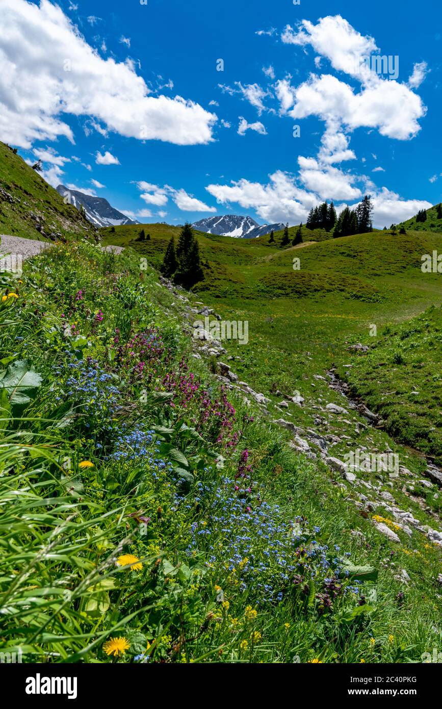 Flowers in the mountains, Bergblumen, Blumen, Wiesenblumen, Vorarlberg, Bregenzerwald, Lechtal, Österreich, verschiedene Blumen, Enzian, Stock Photo