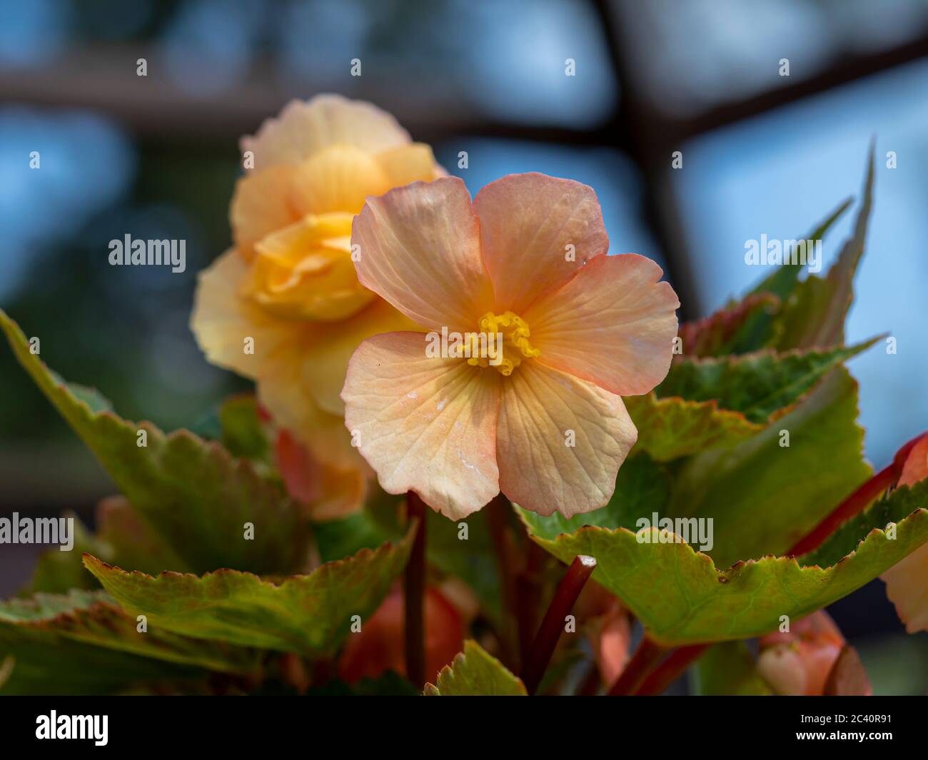 Pretty peach coloured Begonia flowering inside a conservatory with a blue sky background Stock Photo