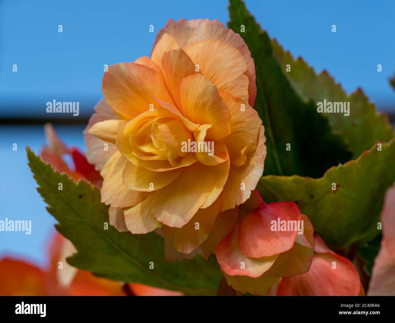 Pretty peach coloured double Begonia flowering inside a conservatory with a blue sky background Stock Photo