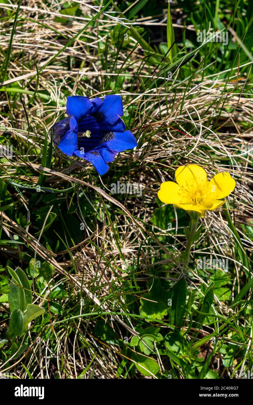 Flowers in the mountains, Bergblumen, Blumen, Wiesenblumen, Vorarlberg,  Bregenzerwald, Lechtal, Österreich, verschiedene Blumen, Enzian Stock Photo  - Alamy