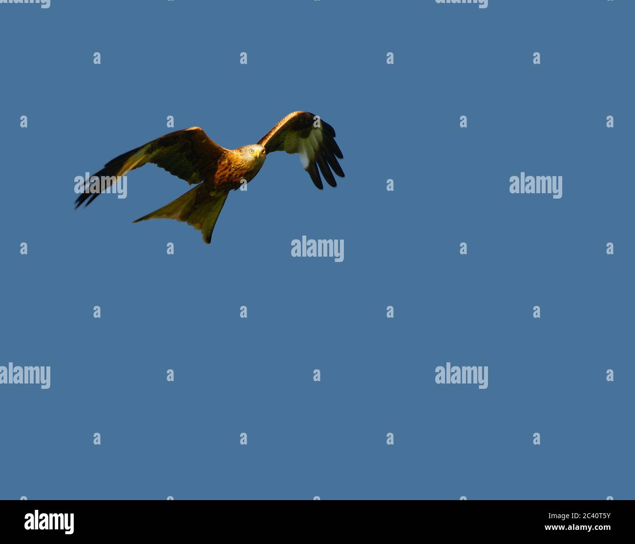red kite flying with a blue sky background Stock Photo