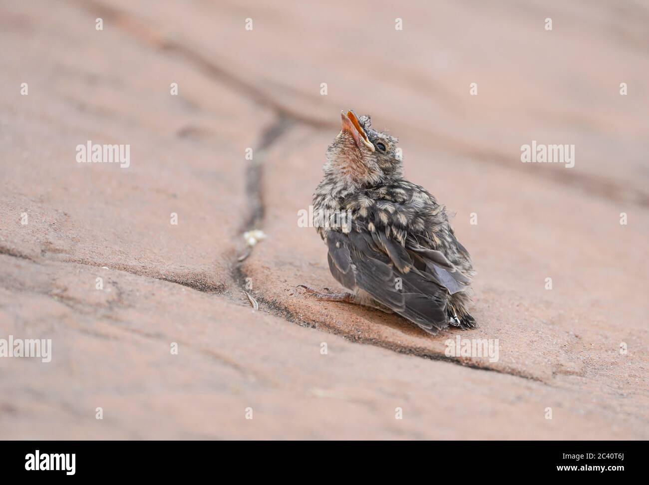 Baby bird fell out of its nest hi-res stock photography and images - Alamy