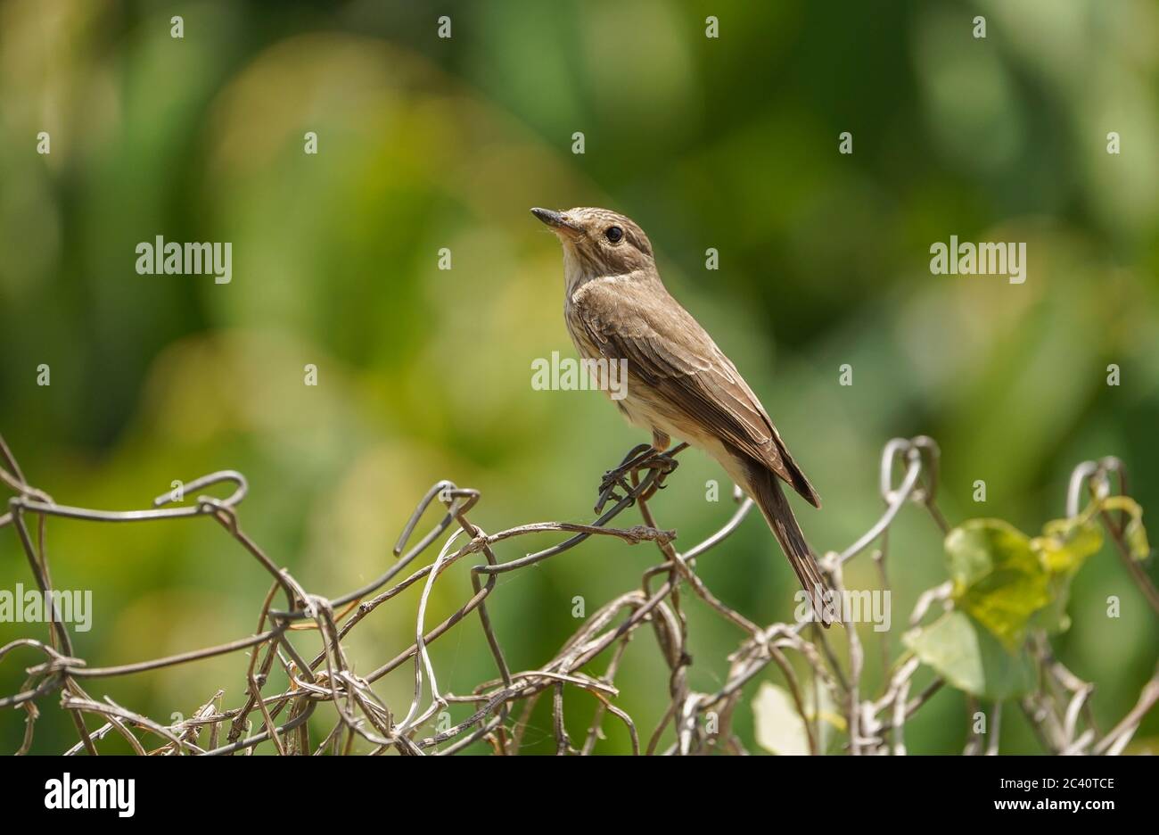 Spotted flycatcher (Muscicapa striata) on a fence. Andalusia, Spain. Stock Photo
