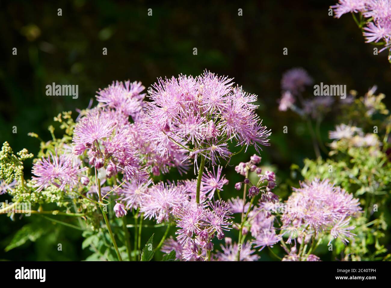 King of the meadow, Muskratweed, or Meadow-rue, Highly Toxic Plant. East Yorkshire, England, UK, GB. Stock Photo
