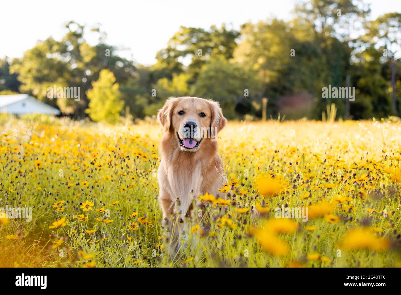 Golden Retriever in the field with yellow flowers. Beautiful dog with ...