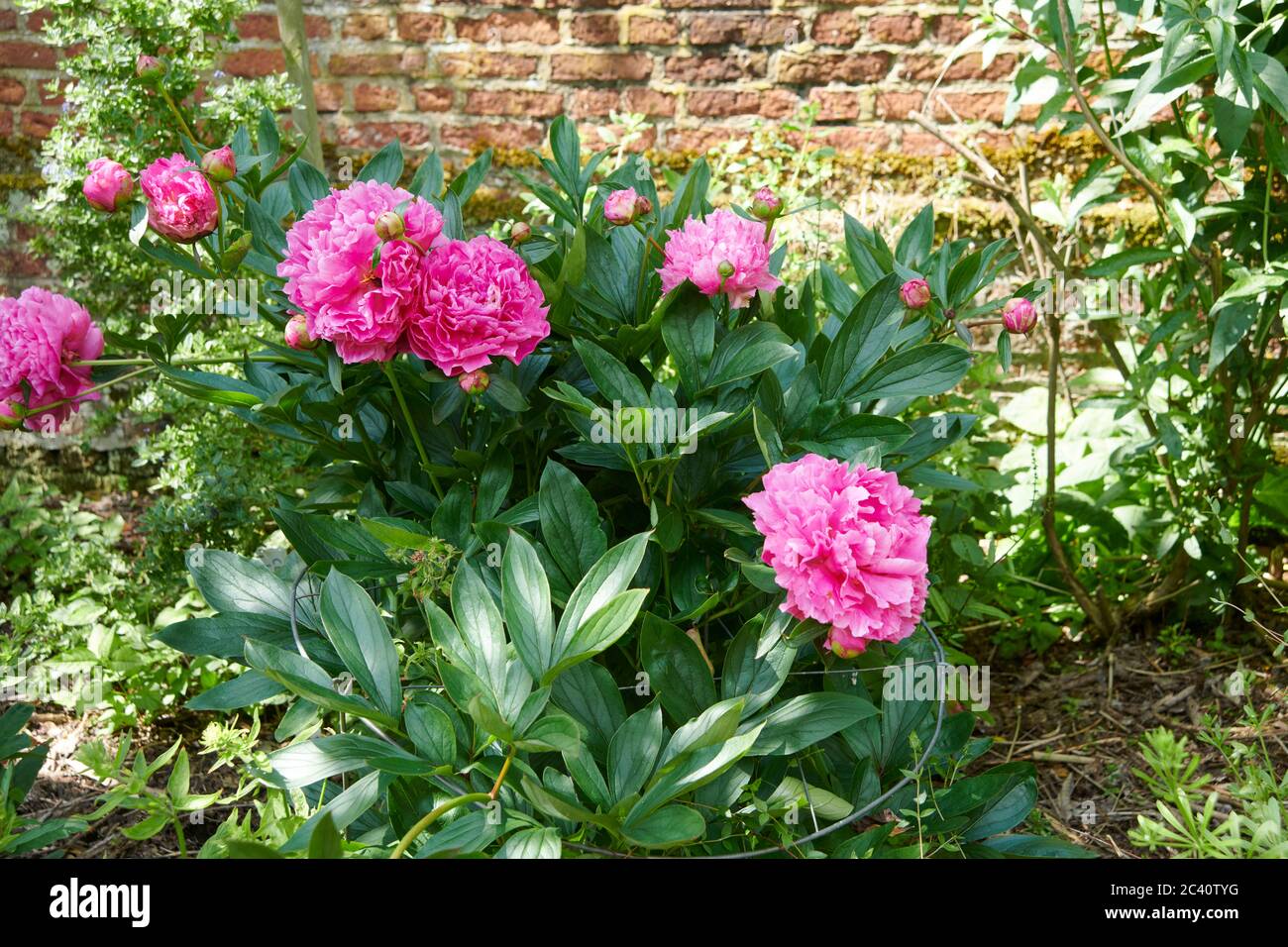 Common peony (Paeonia officinalis) Stock Photo