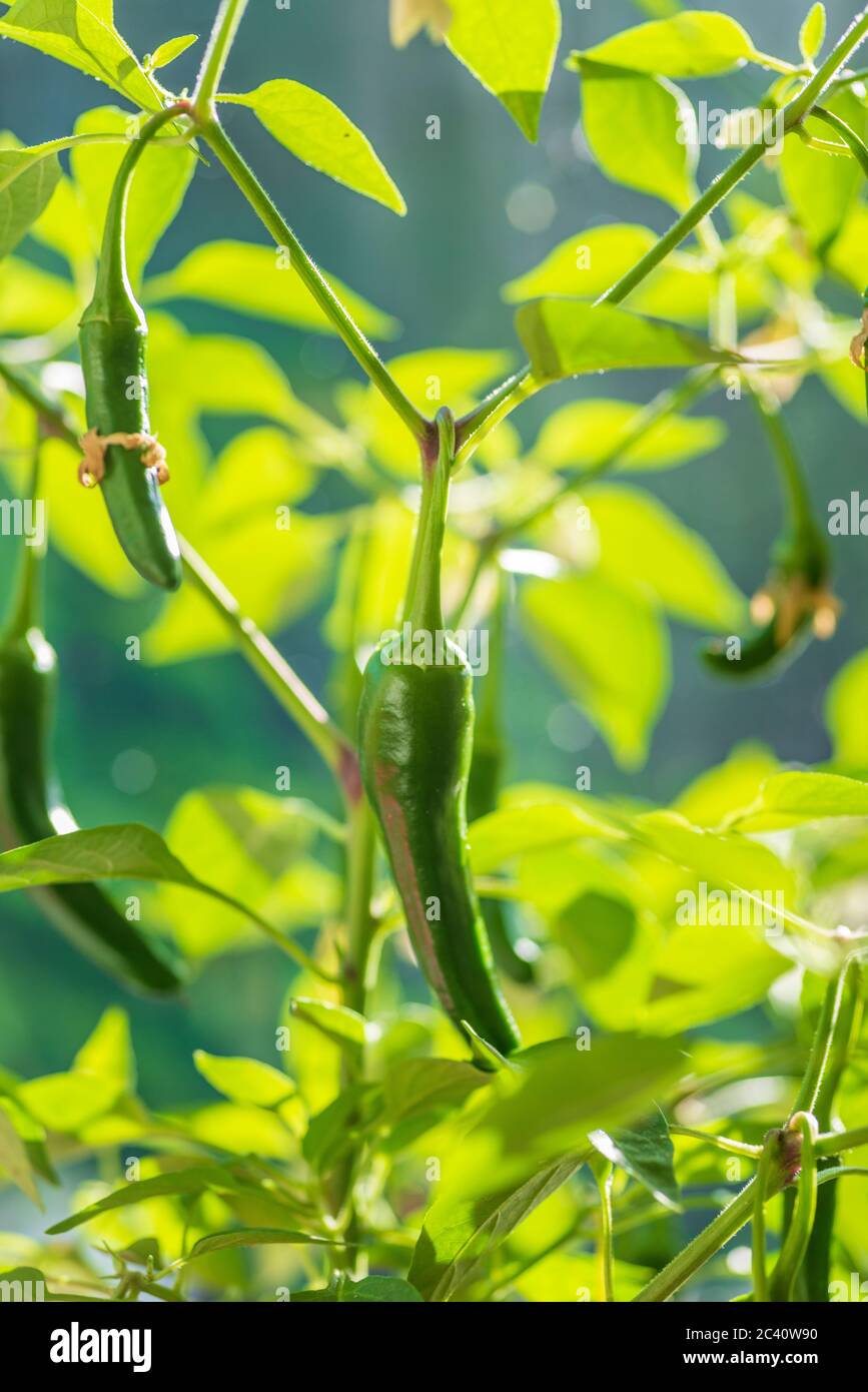 Young green chilli pepper Stock Photo Alamy