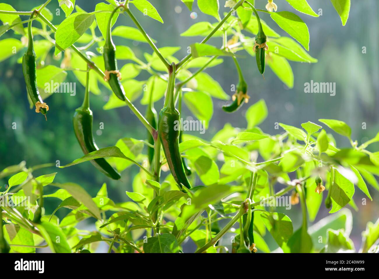 Young green chilli pepper plant Stock Photo Alamy