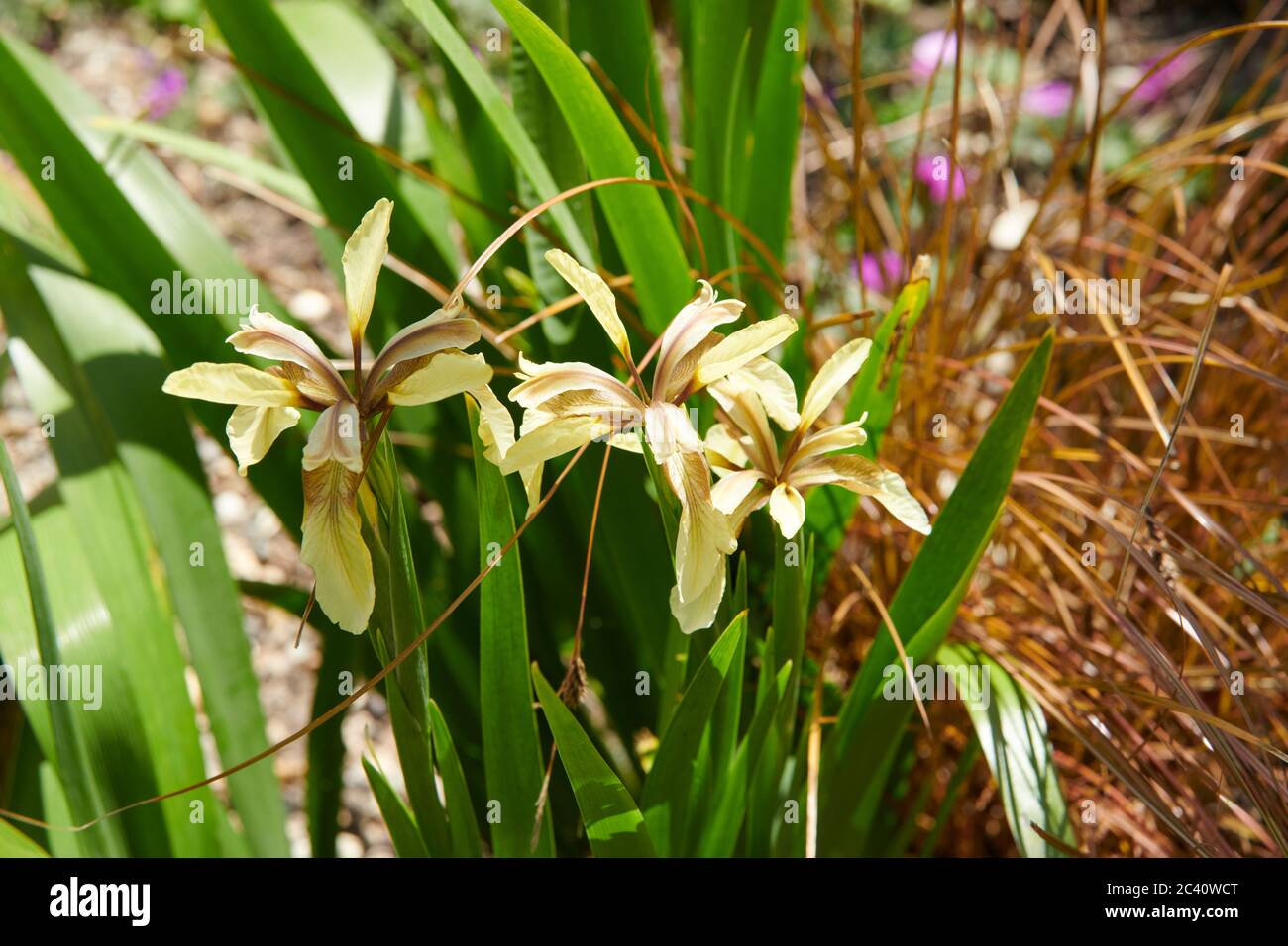 Roastbeef plant (Iris foetidissima Stock Photo Alamy