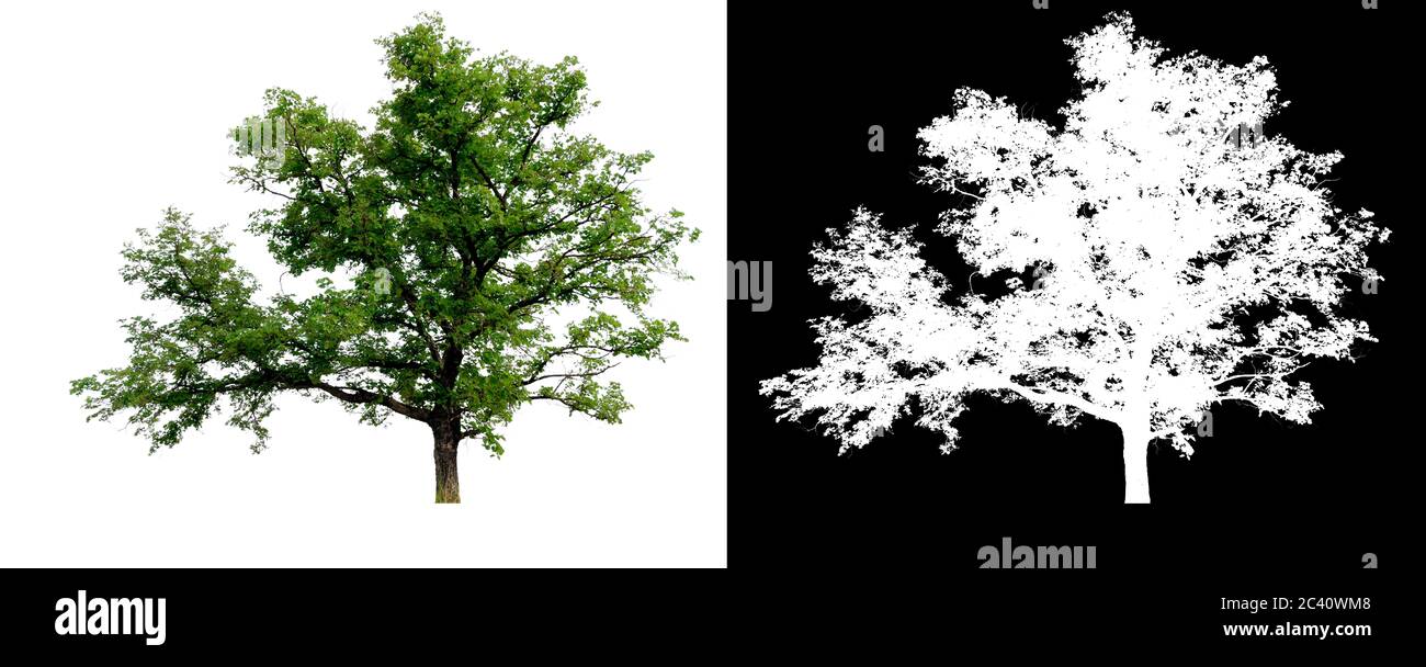 isolated tree on white background with clipping path and alpha channel ...