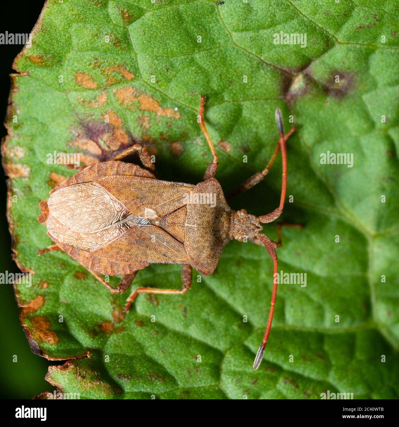 Adult of the UK hemipteran dock bug, Coreus marginatus Stock Photo