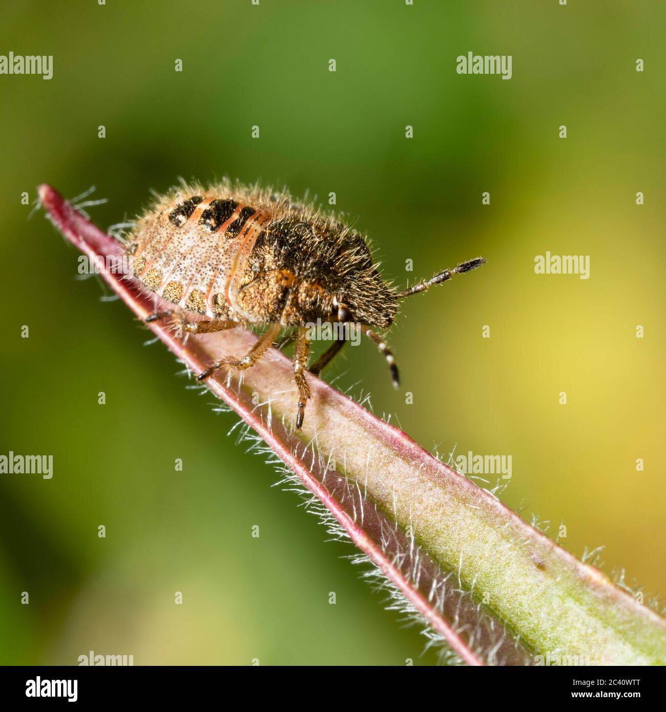 Mid instar nymph of the UK native hairy shieldbug, Dolycoris baccarum Stock Photo