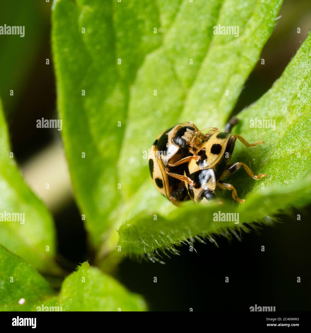 Mating black and yellow adults of the UK native 14 spot ladybird,  Propylea quattuordecimpunctata Stock Photo
