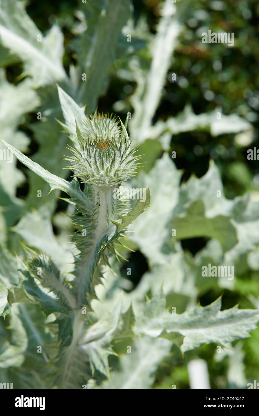 Scottish thistle growing in bright sunlight. UK, GB.(Onopordum