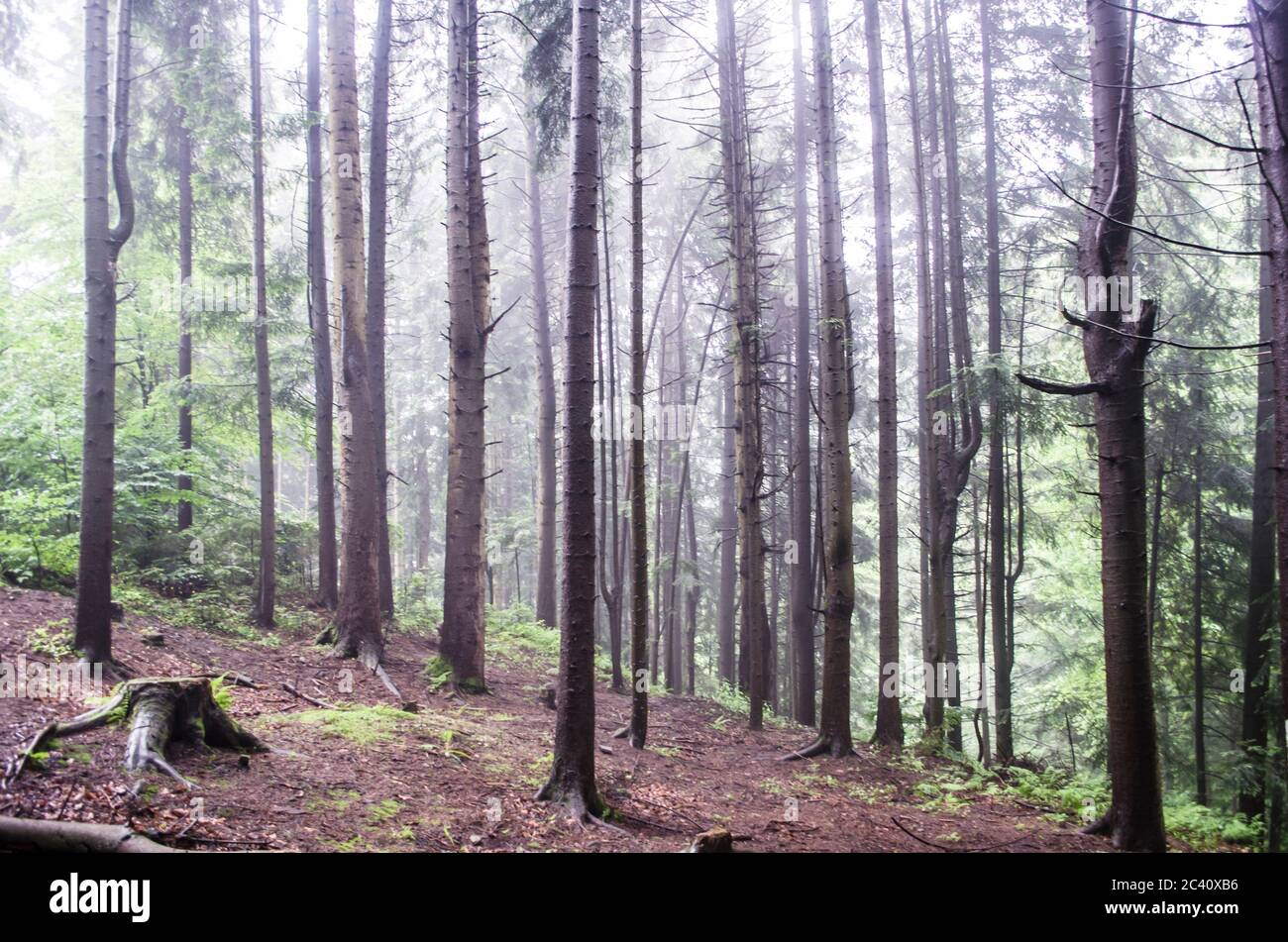 Forest Landscape With Trees Sunlight In The Green Forest Nature Green
