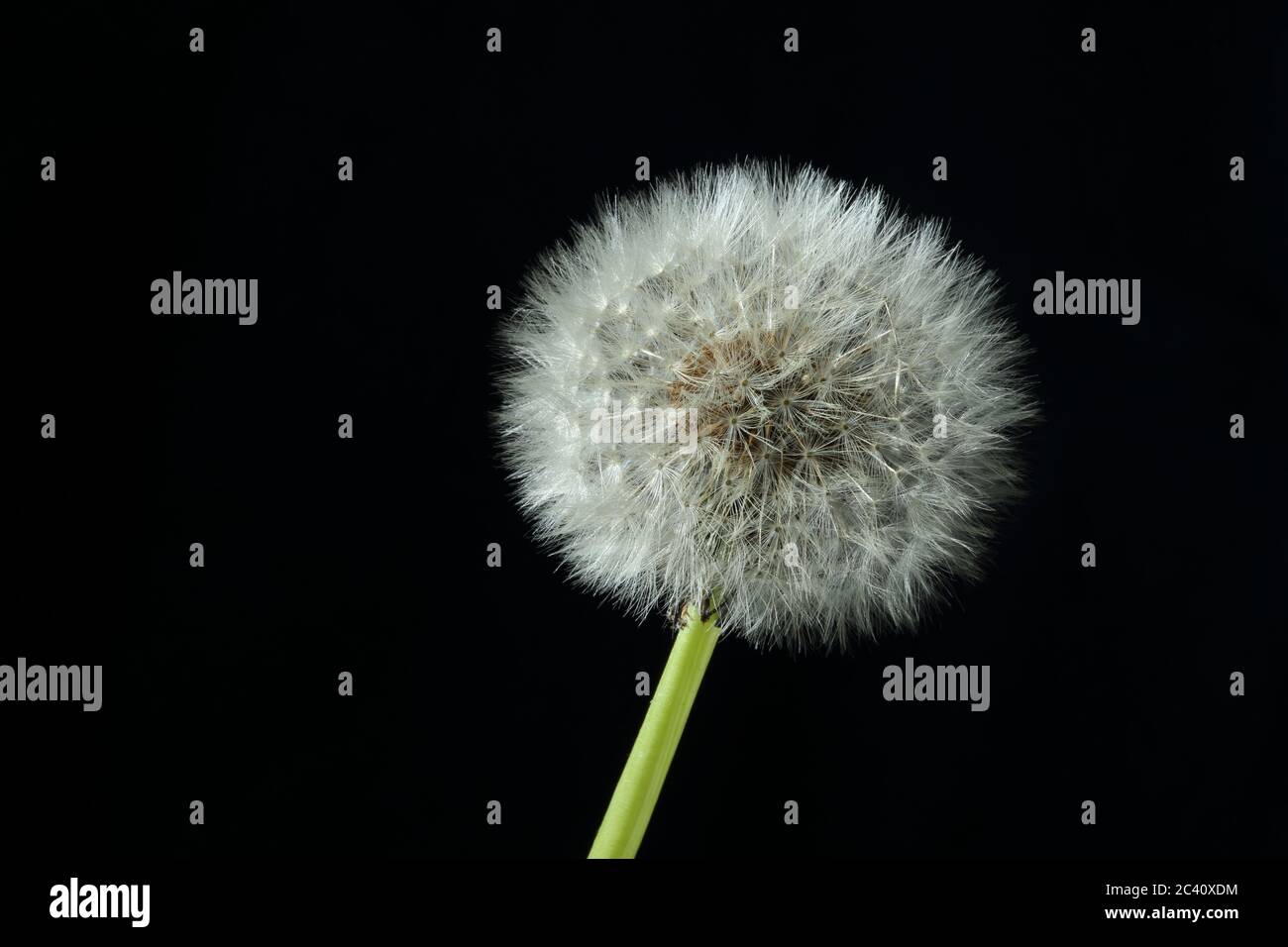 Seed head clock of a single dandelion - Taraxacum officinalis - against a black background Stock Photo