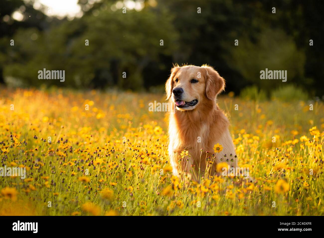 Golden Retriever in the field with yellow flowers. Beautiful dog with ...