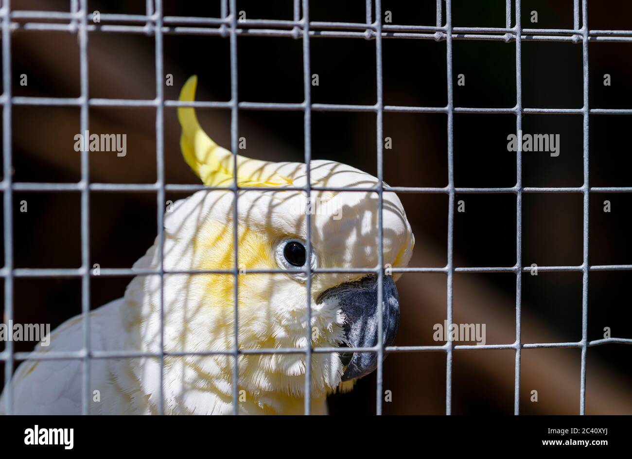 A yellow-crested cockatoo (Cacatua sulphurea) in a cage in Birdworld, near Farnham on the Hampshire / Surrey border Stock Photo