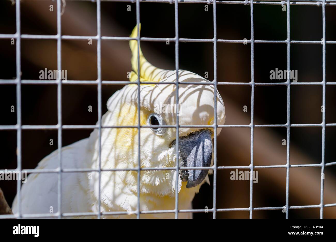 A yellow-crested cockatoo (Cacatua sulphurea) in a cage in Birdworld, near Farnham on the Hampshire / Surrey border Stock Photo