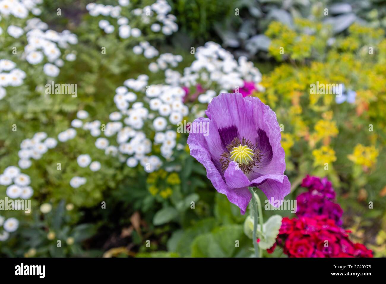 Purple opium poppy, Papaver somniferum, in flower in a border in a garden in early summer, Surrey, south-east England Stock Photo