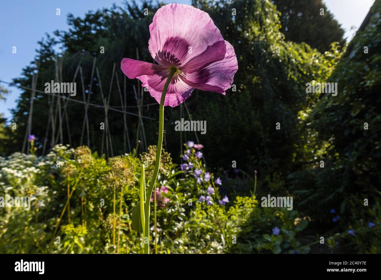 Single backlit purple opium poppy, Papaver somniferum, in flower in a border in a garden in early summer, Surrey, south-east England Stock Photo