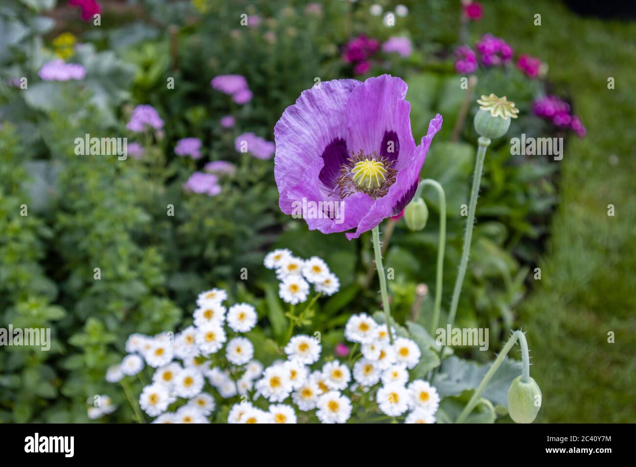 Purple opium poppy, Papaver somniferum, in flower in a border in a garden in early summer, Surrey, south-east England Stock Photo