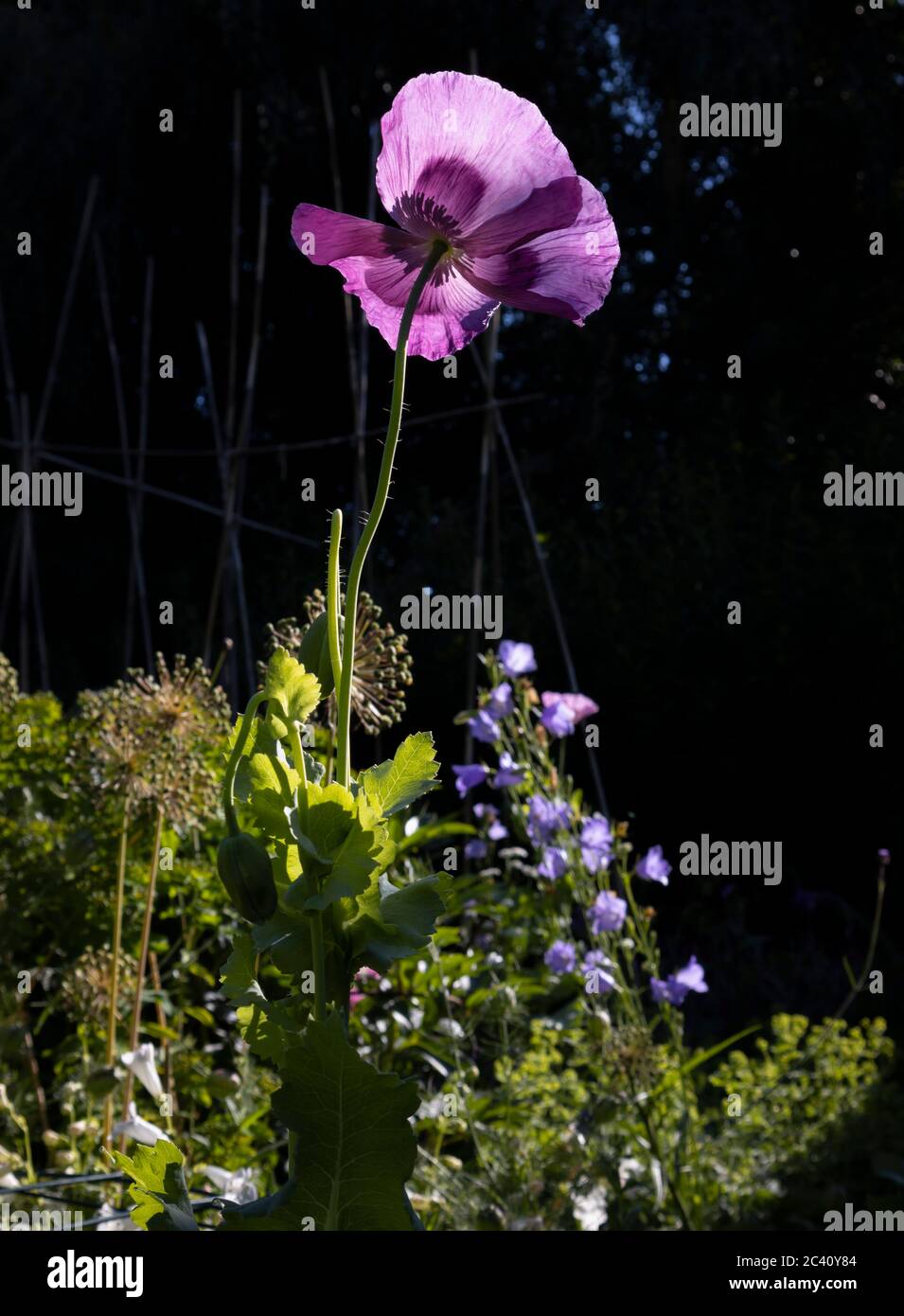 Single backlit purple opium poppy, Papaver somniferum, in flower in a border in a garden in early summer, Surrey, south-east England Stock Photo