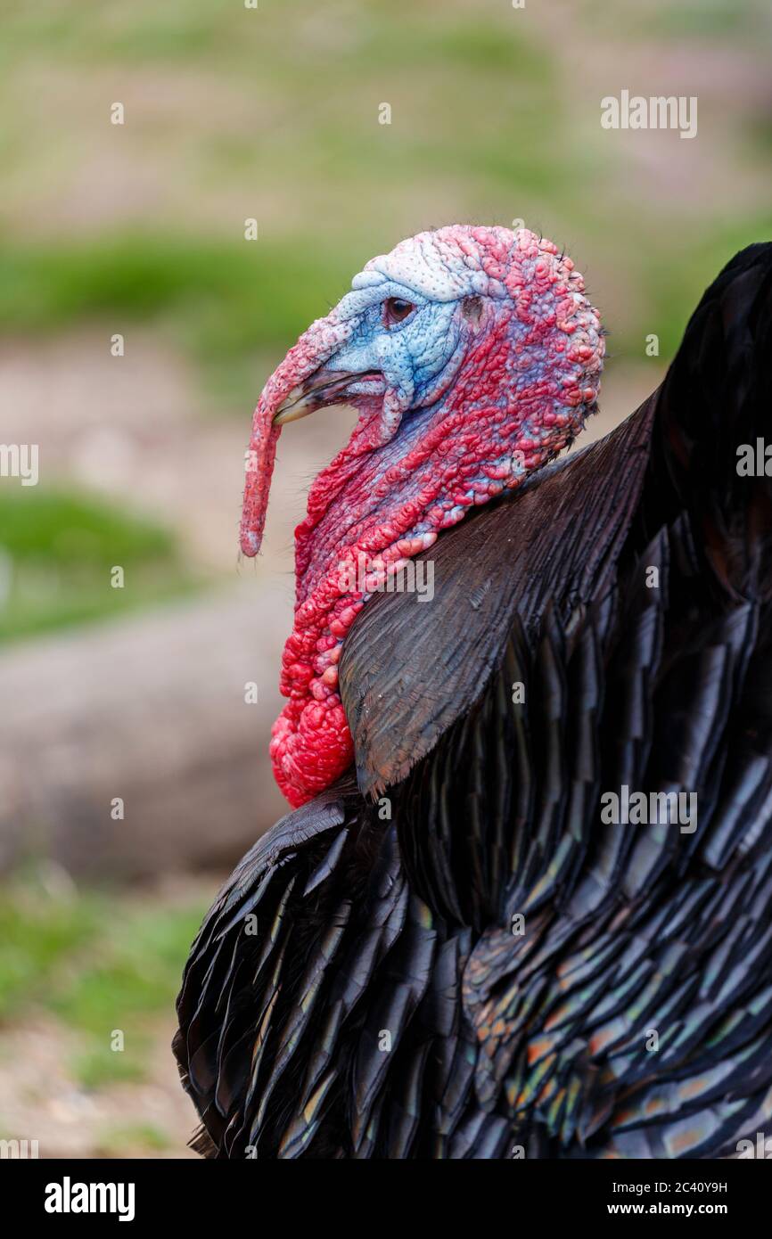 Bronze turkey hires stock photography and images Alamy