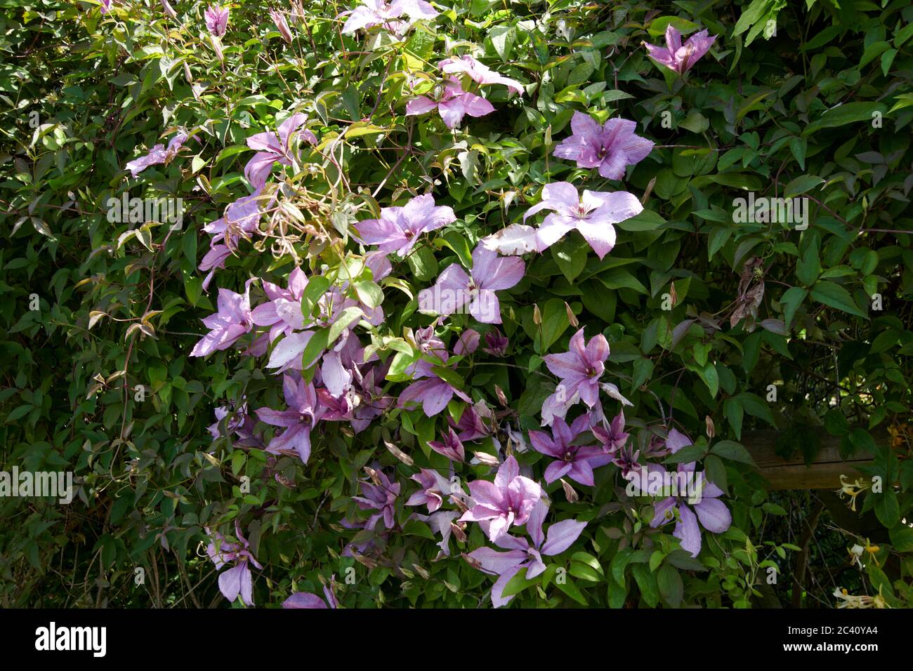 Clematis viticella, Syn, Italian leather flower. Stock Photo