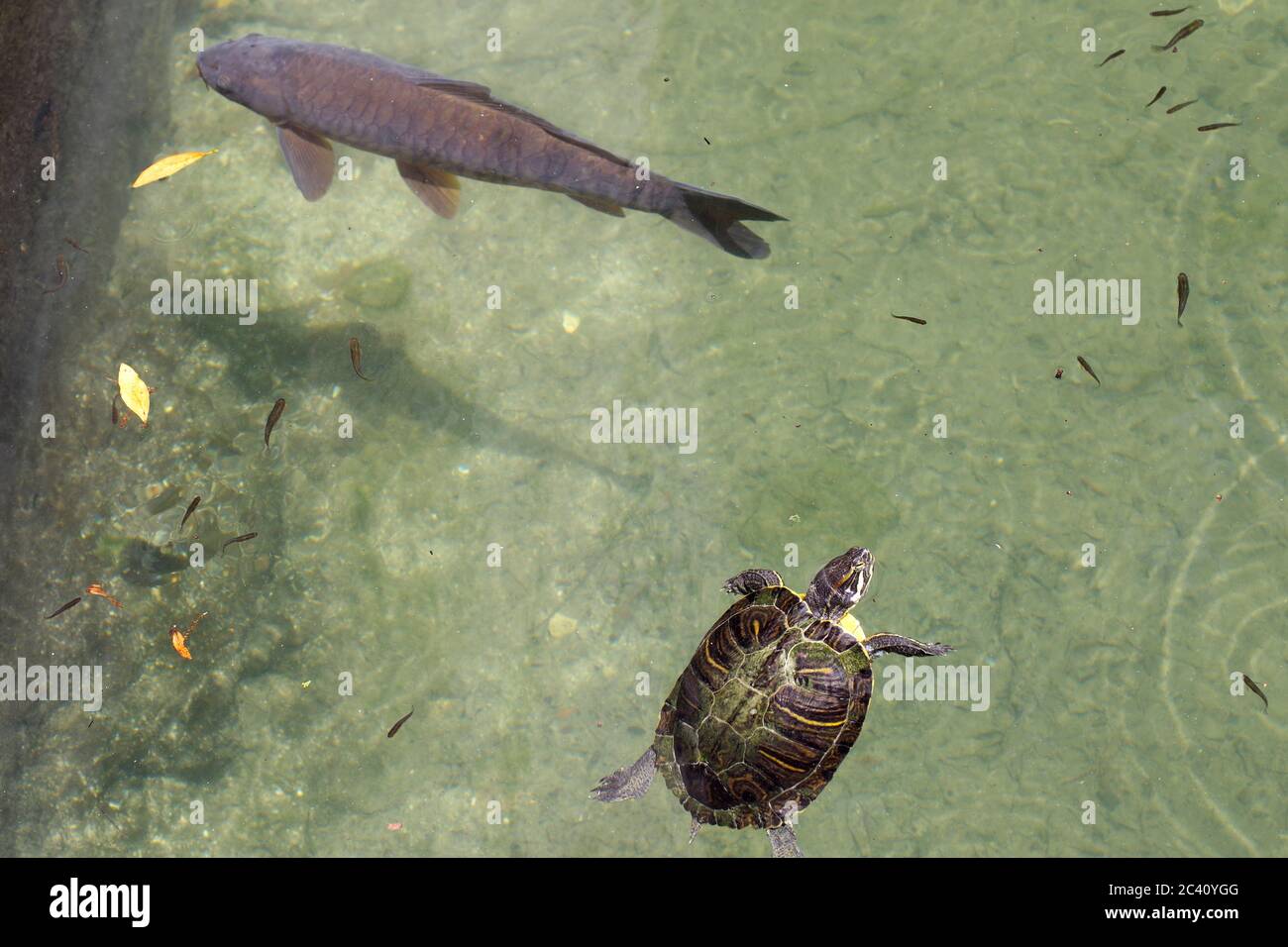 Freshwater turtle and fishs Stock Photo - Alamy