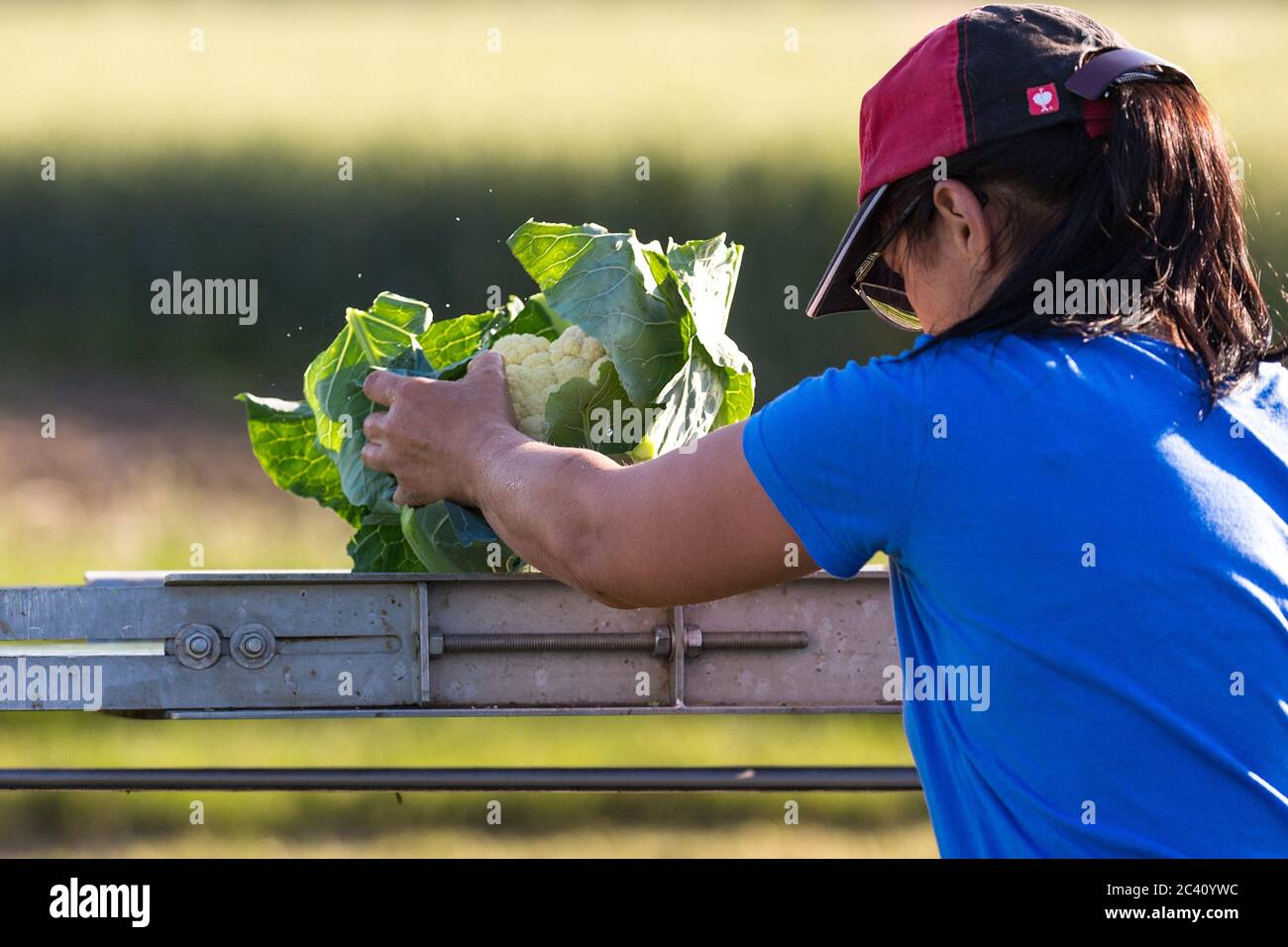Markendorf, Germany June 23, 2020: Symbolic images - 2020 Cauliflower ...