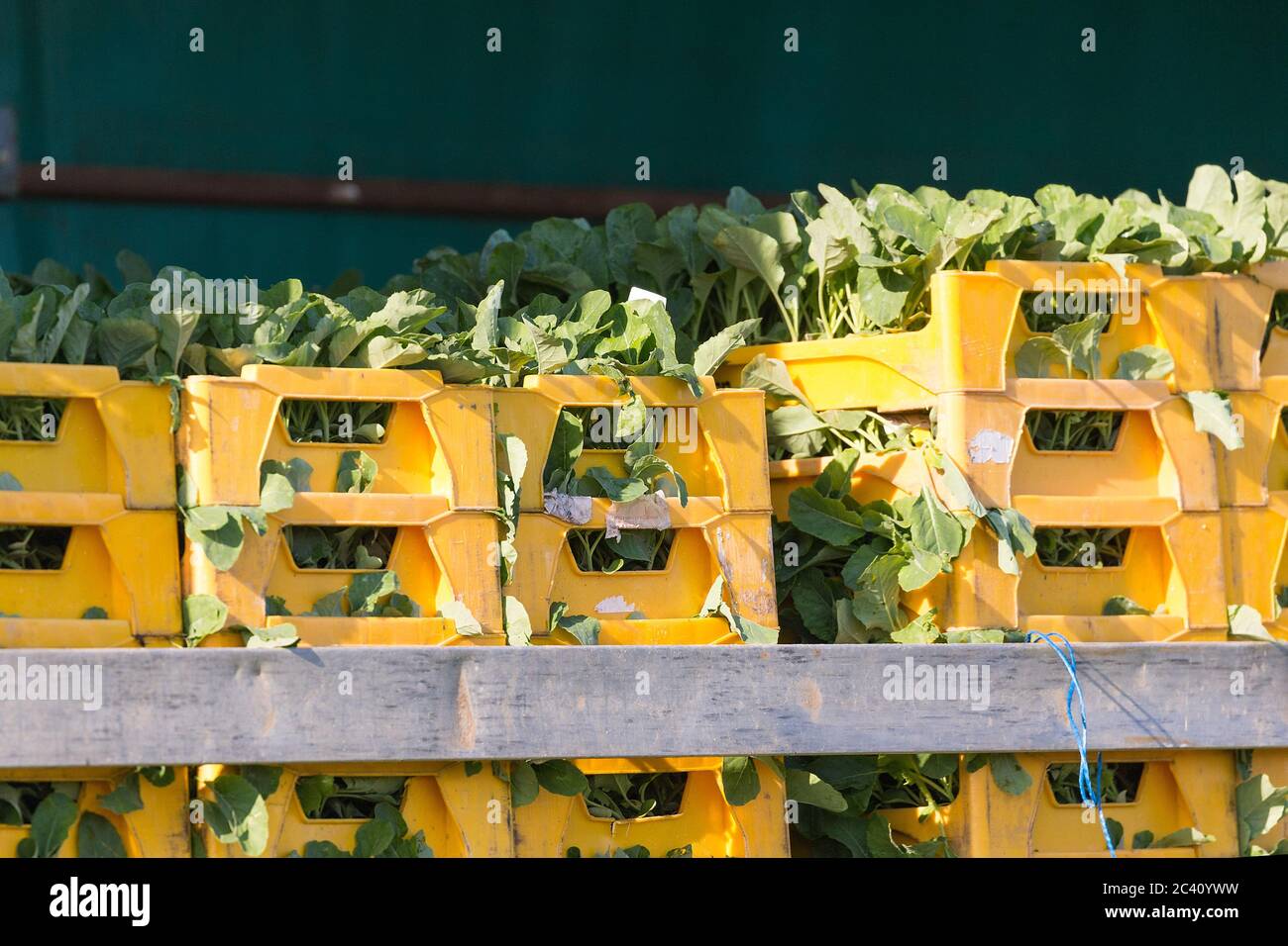 Markendorf, Germany June 23, 2020: Symbolic images - 2020 Cauliflower ...