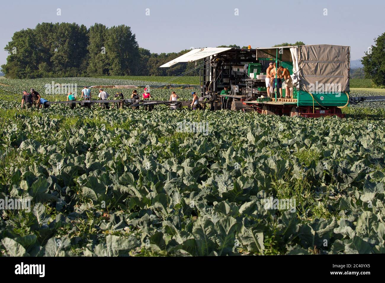 Markendorf, Germany June 23, 2020: Symbolic images - 2020 Cauliflower ...