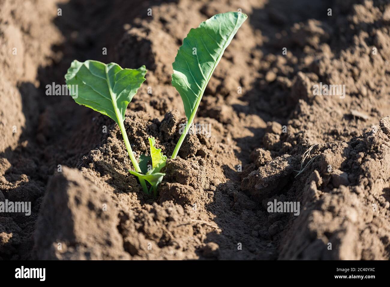 Markendorf, Germany June 23, 2020: Symbolic images - 2020 Cauliflower ...