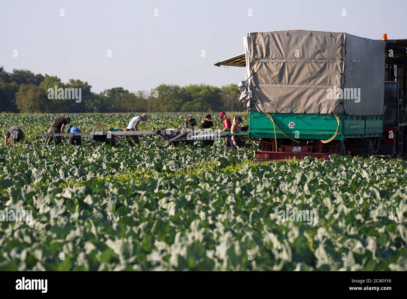 Markendorf, Germany June 23, 2020: Symbolic images - 2020 Cauliflower ...