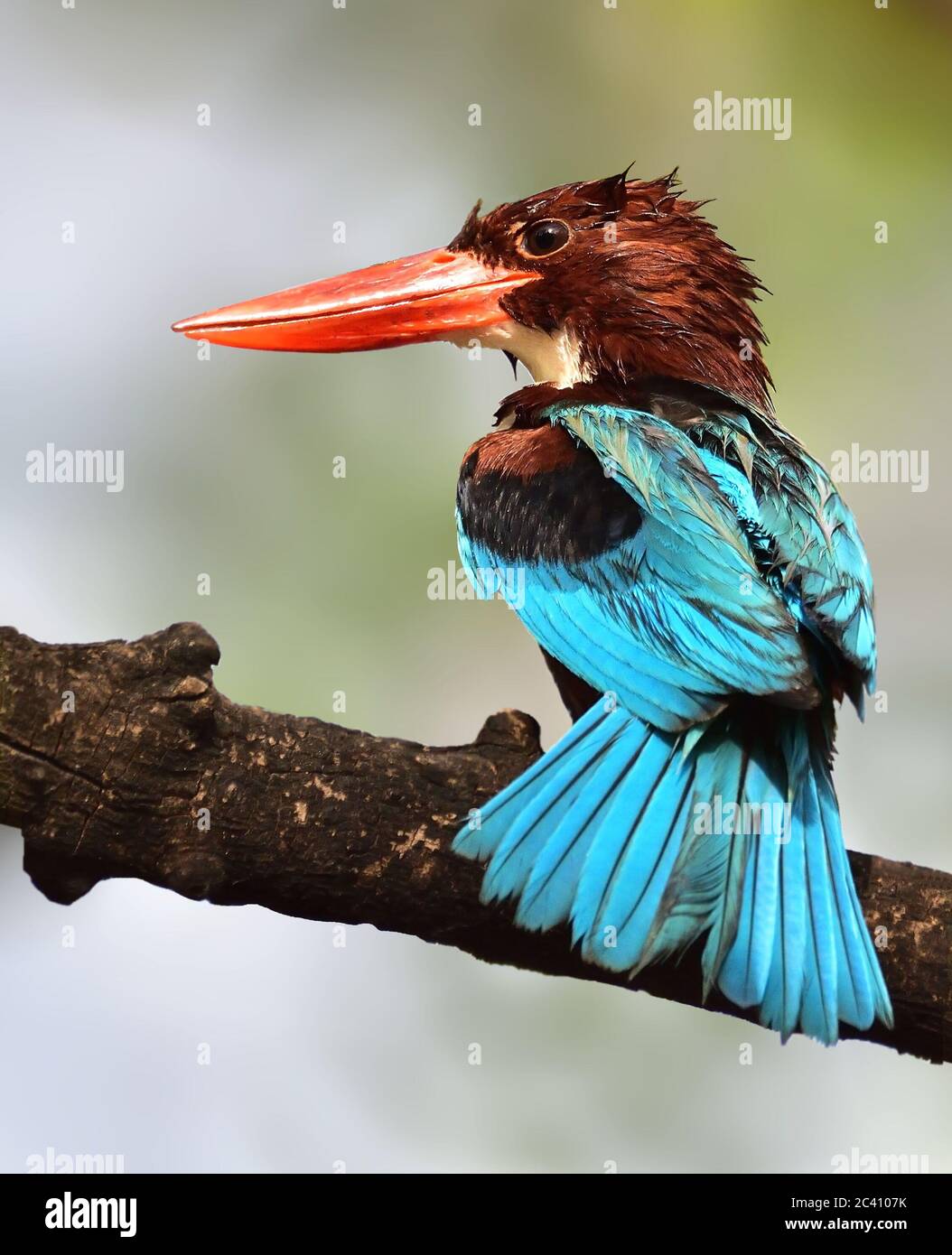 The white-throated kingfisher also known as the white-breasted kingfisher is a tree kingfisher, widely distributed in Asia. Stock Photo