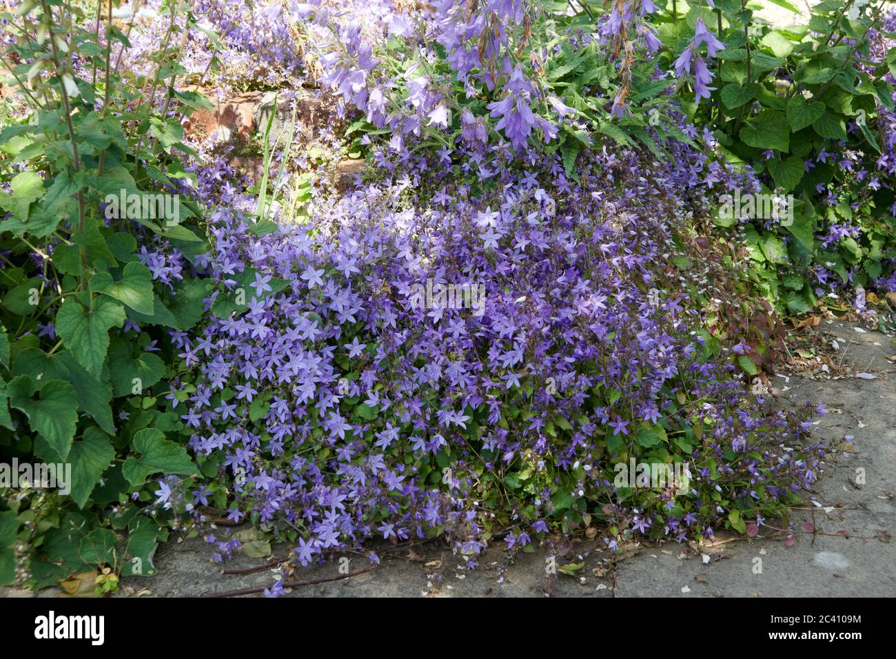 Trailing Bellflowers or Canterbury bells (Campanula poscharskyana)in a ...