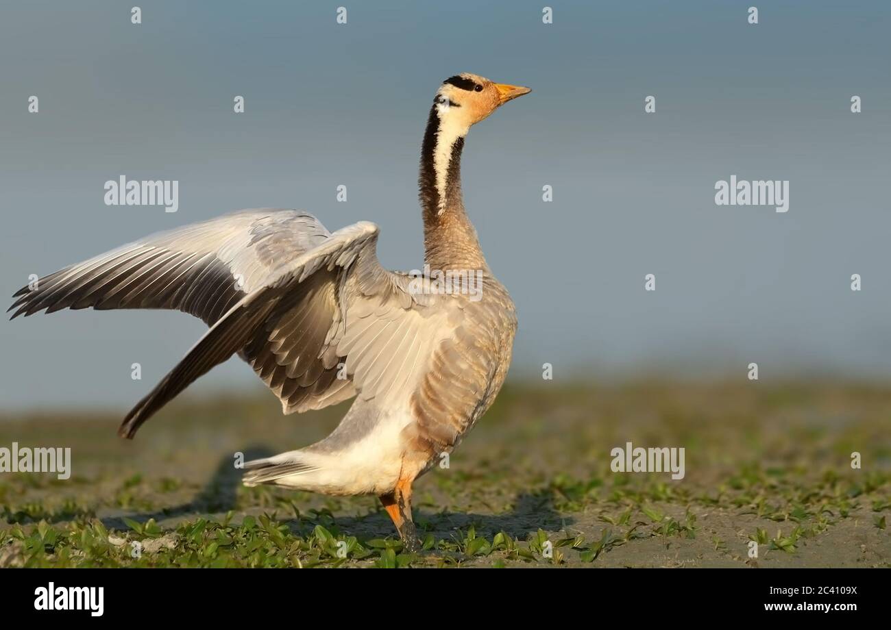 The bar-headed goose is a goose that breeds in Central Asia in colonies of thousands near mountain lakes and winters in South Asia, as far south as pe Stock Photo