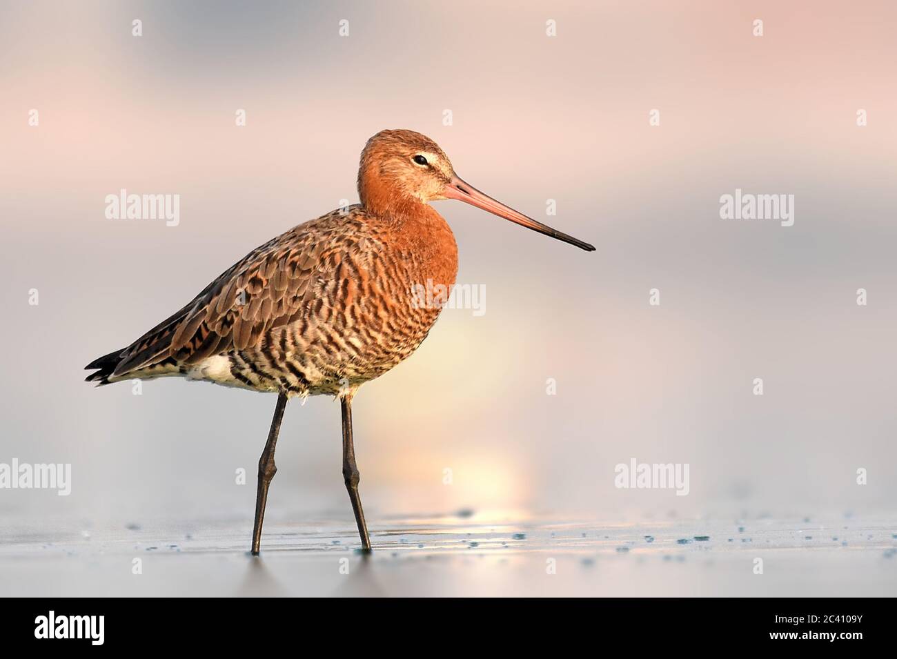 Namesake Tails With its long beak, white-barred wings and namesake tail, the Black ...
