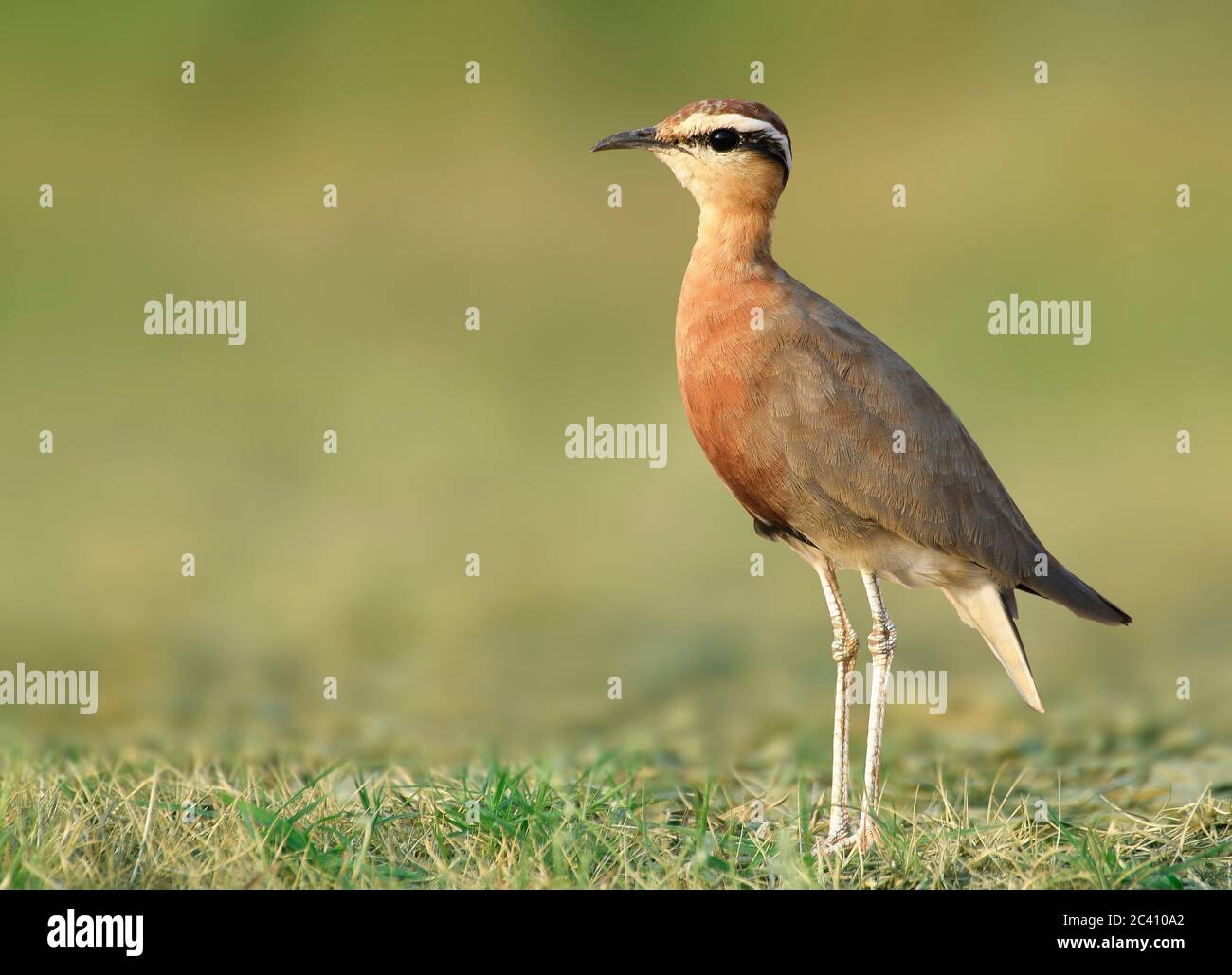 The Indian courser is a species of courser found in mainland South Asia, mainly in the plains bounded by the Ganges and Indus river system. Stock Photo