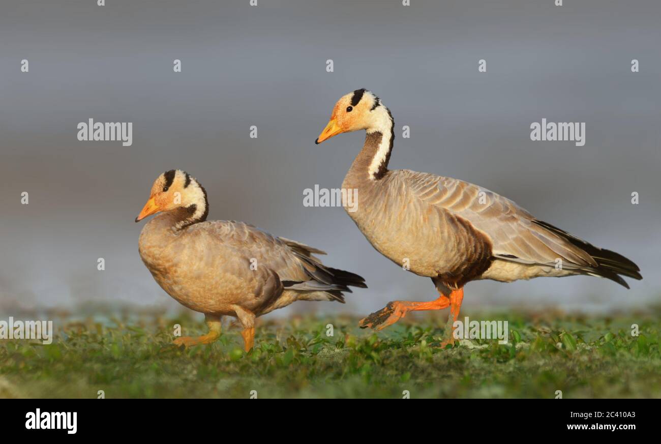The bar-headed goose is a goose that breeds in Central Asia in colonies of thousands near mountain lakes and winters in South Asia, as far south as pe Stock Photo