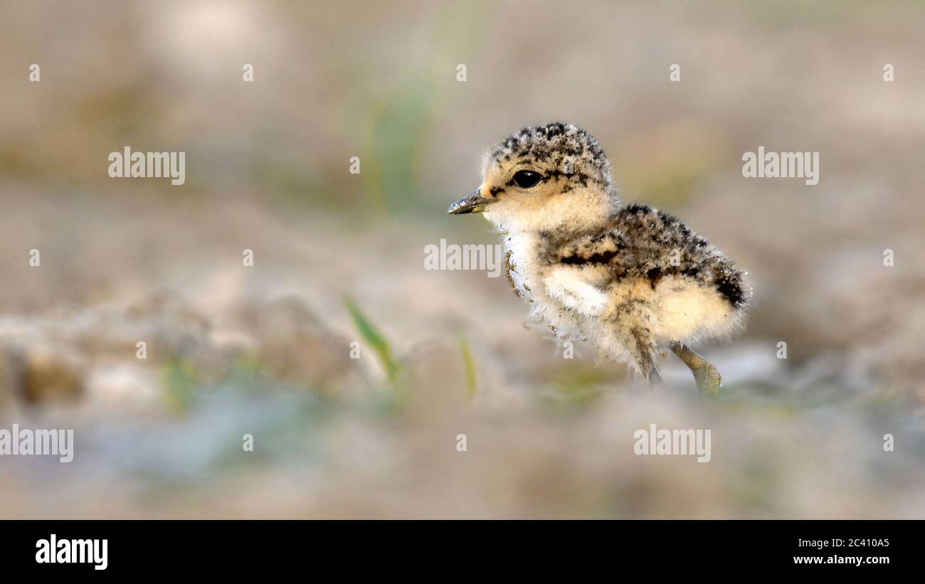 The Kentish plover is a small cosmopolitan shorebird of the family Charadriidae that breeds on the shores of saline lakes, lagoons, and coasts, popula Stock Photo